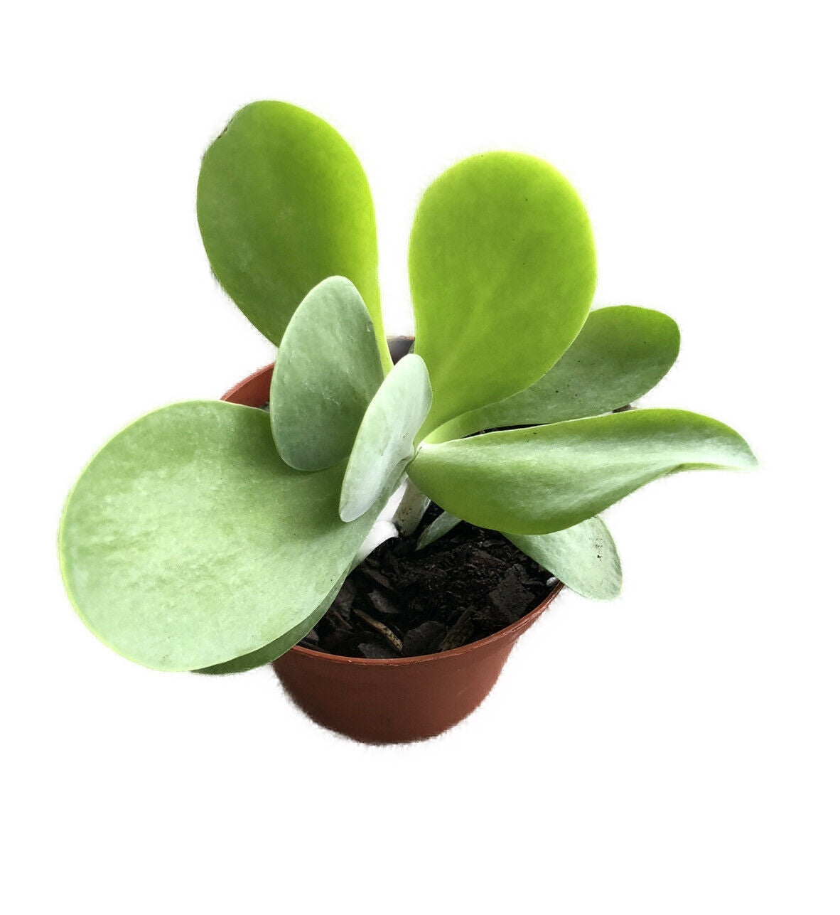 Live Kalachoe Flapjack Succulent Plant