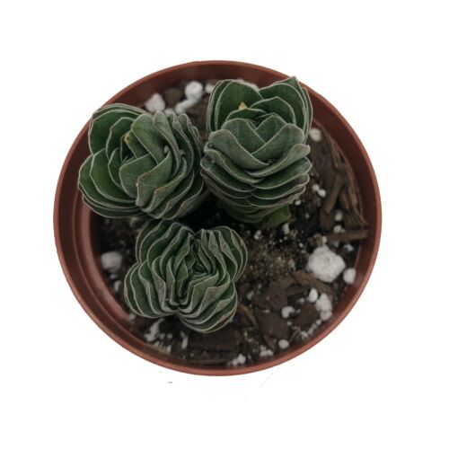 3 Crassula Buddha’s Temple Succulent Plant In 3” Pot