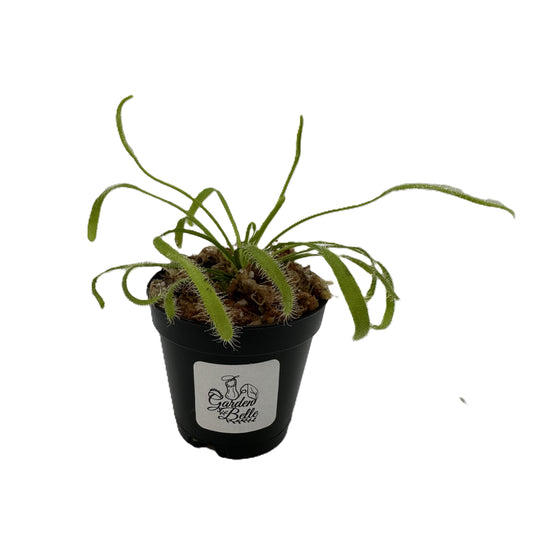 Cape Sundew ‘Alba’ (Drosera Capensis)