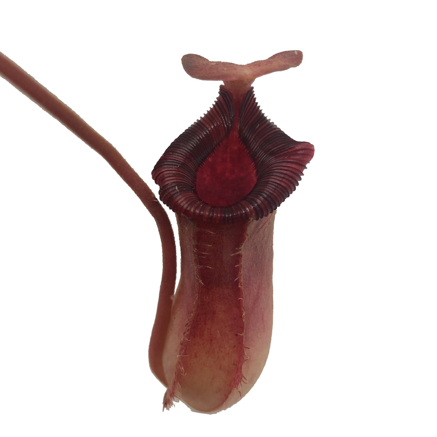 Nepenthes ‘Briggsiana’ (Ventricosa X Lowii ‘Red’)