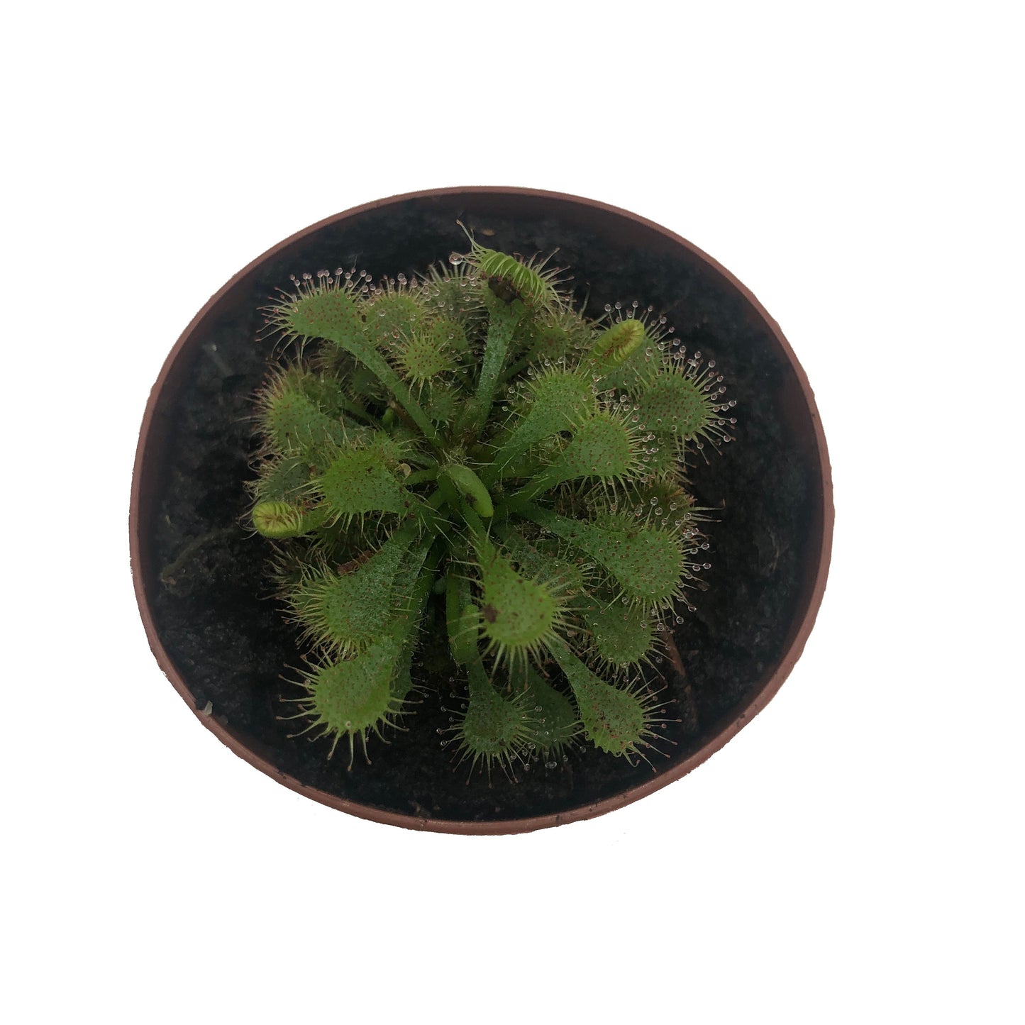 Spoon-leaf Sundew (Drosera Spatulata)