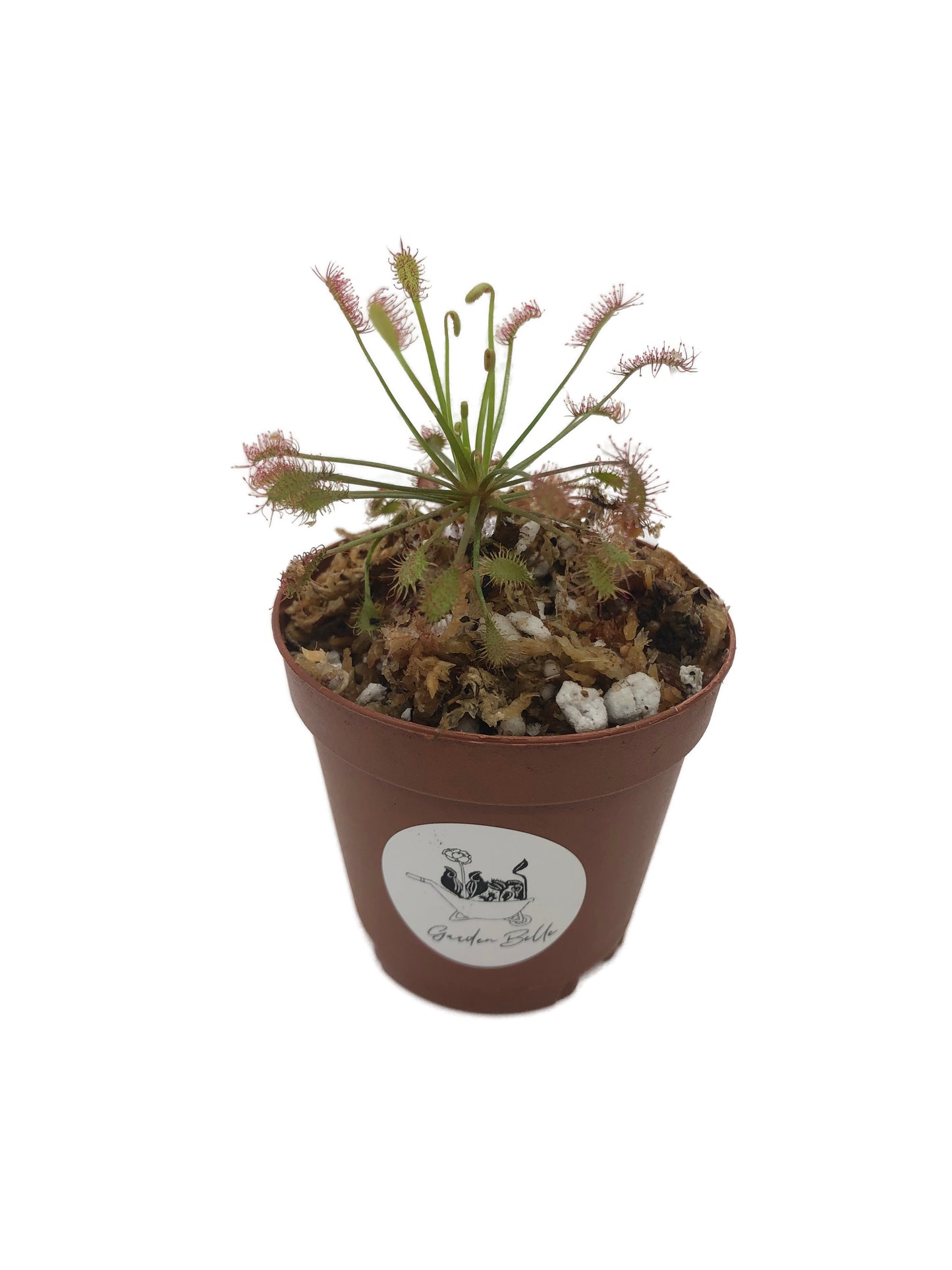 Spatulate-leaved Sundew (Drosera Intermedia)