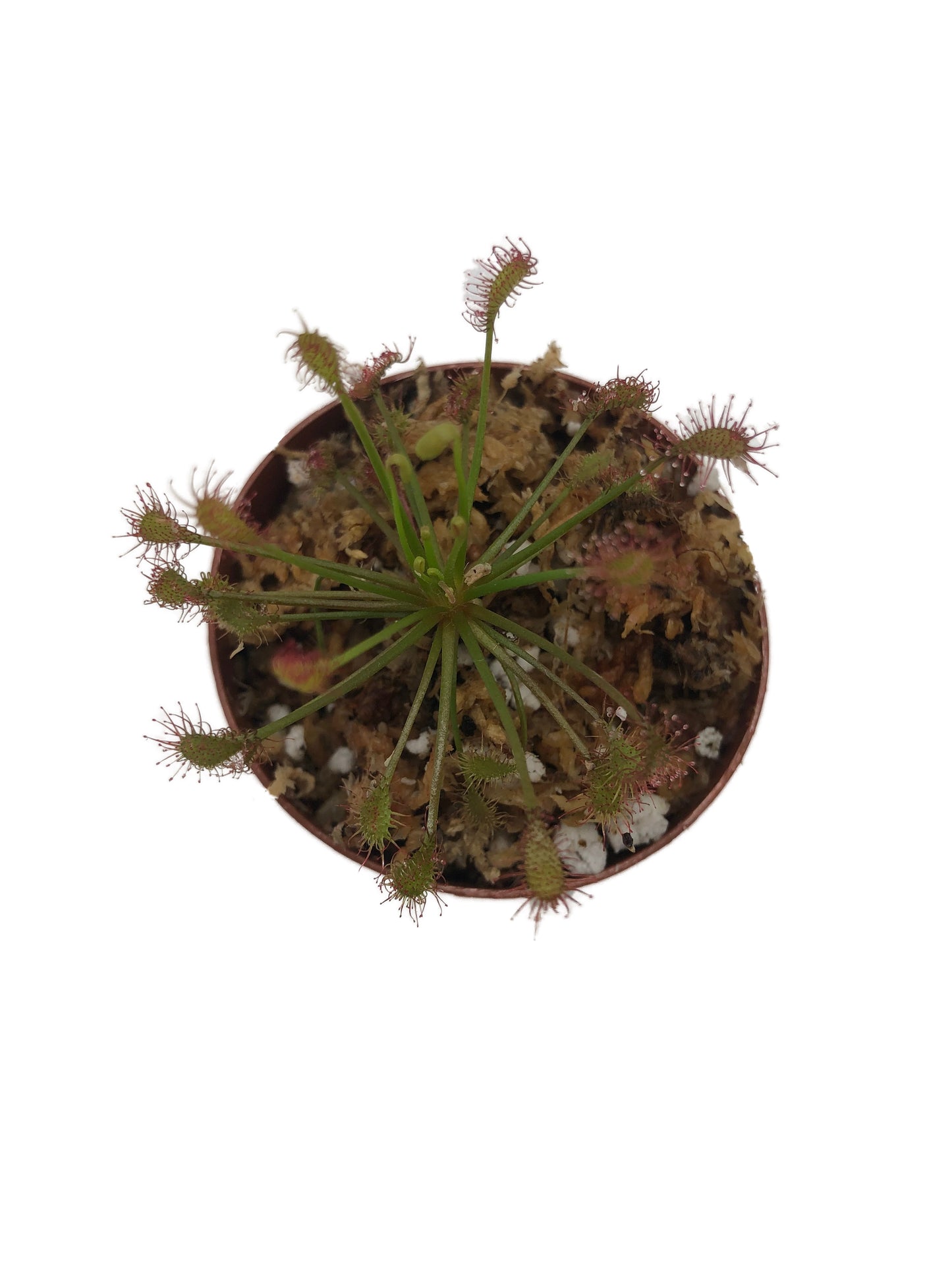 Spatulate-leaved Sundew (Drosera Intermedia)