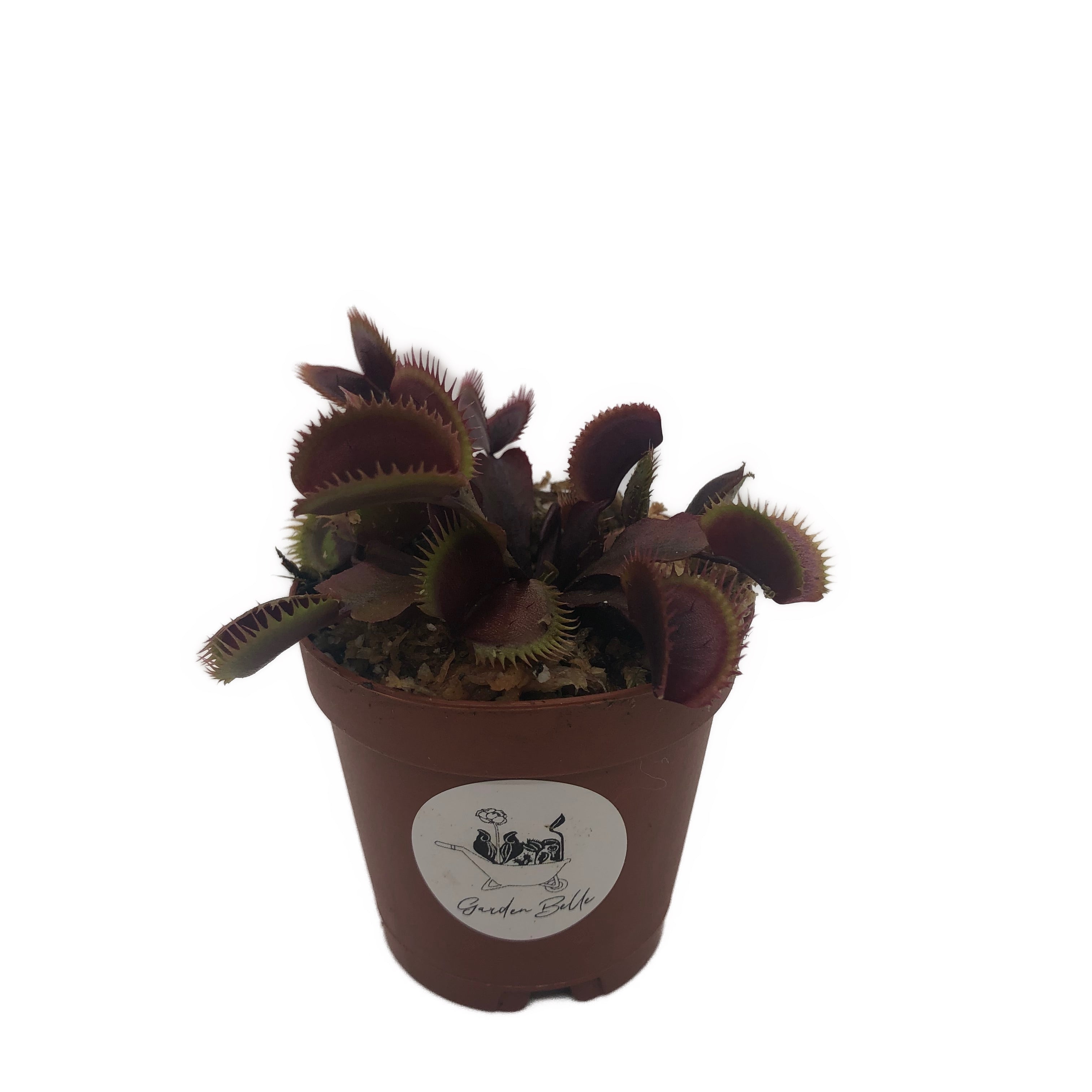 Venus Flytrap 'Akai Ryu' – The Garden Belle