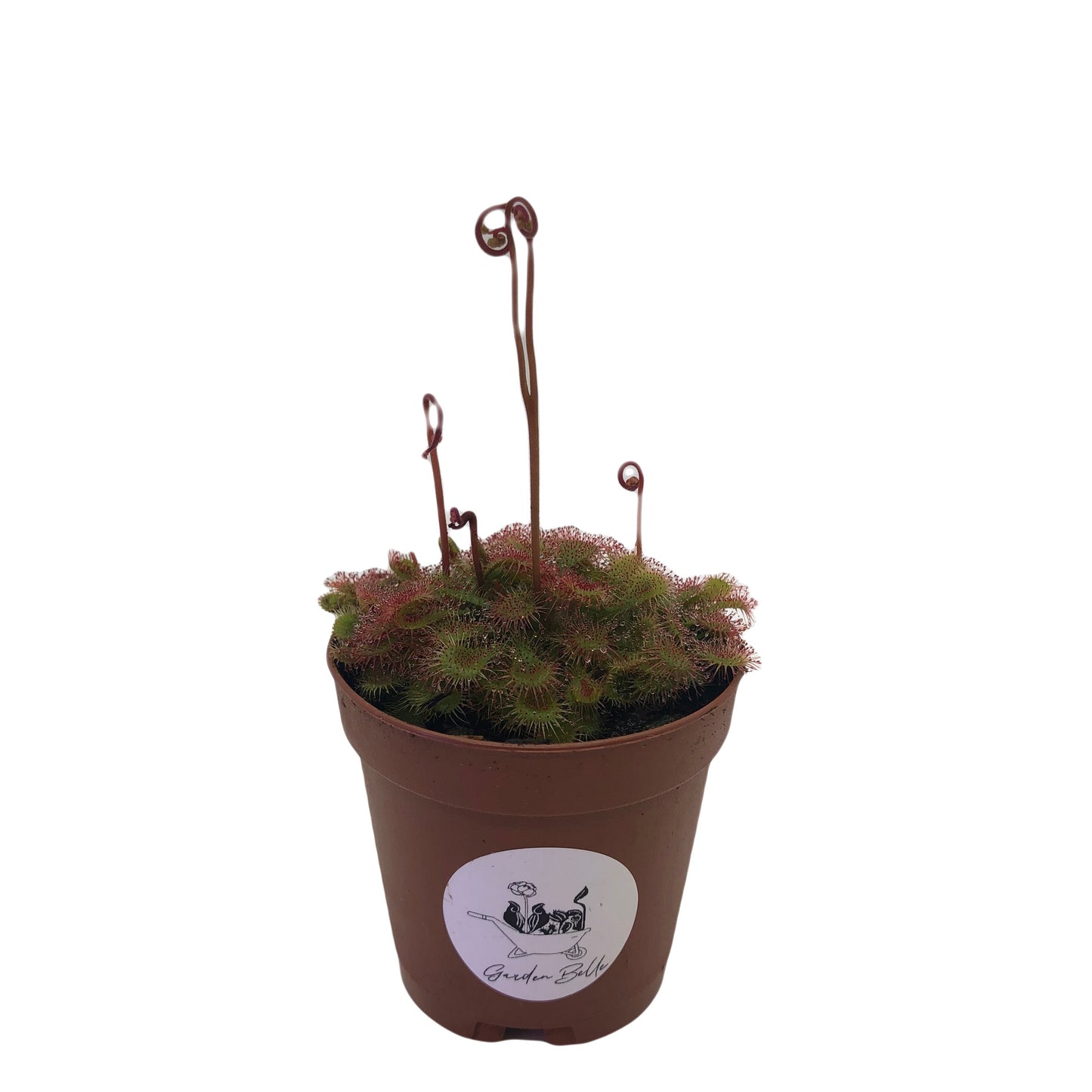 Spoon-leaf Sundew (Drosera Spatulata)