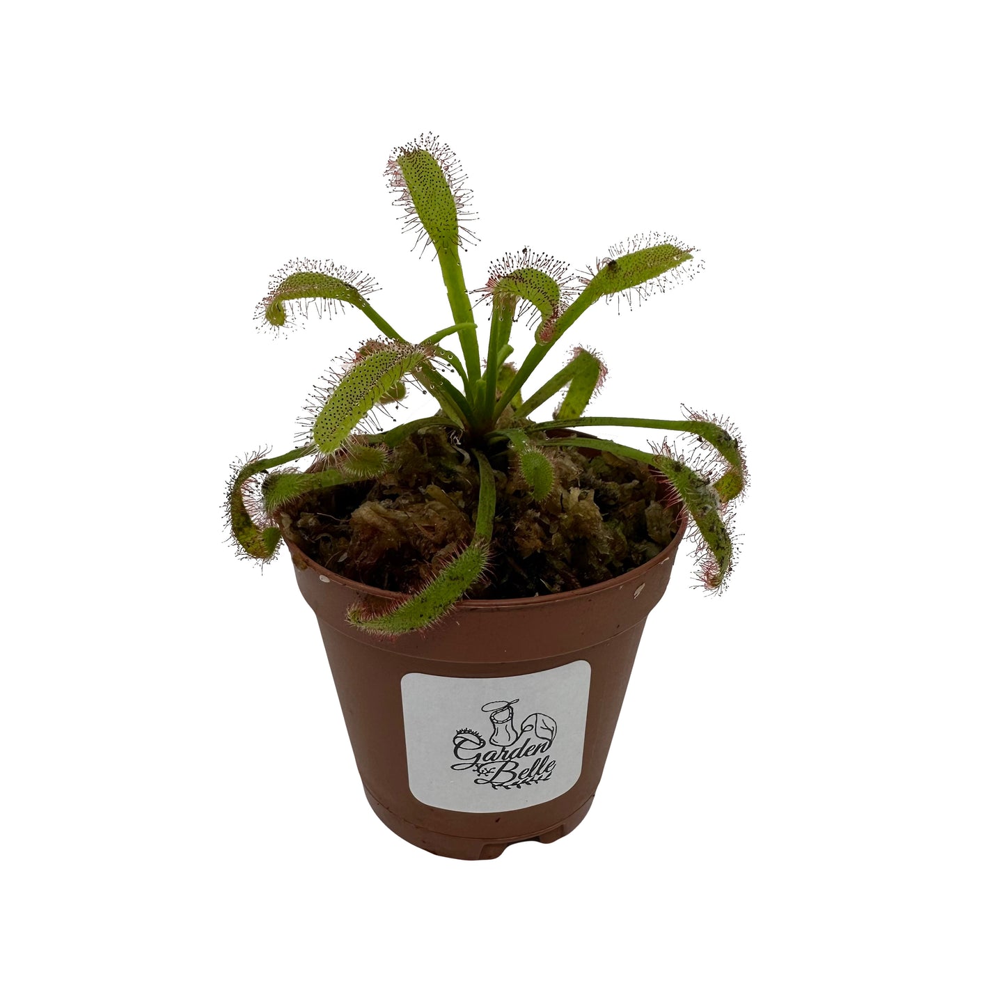 Cape Sundew ‘Broad Leaf’ (Drosera Capensis)