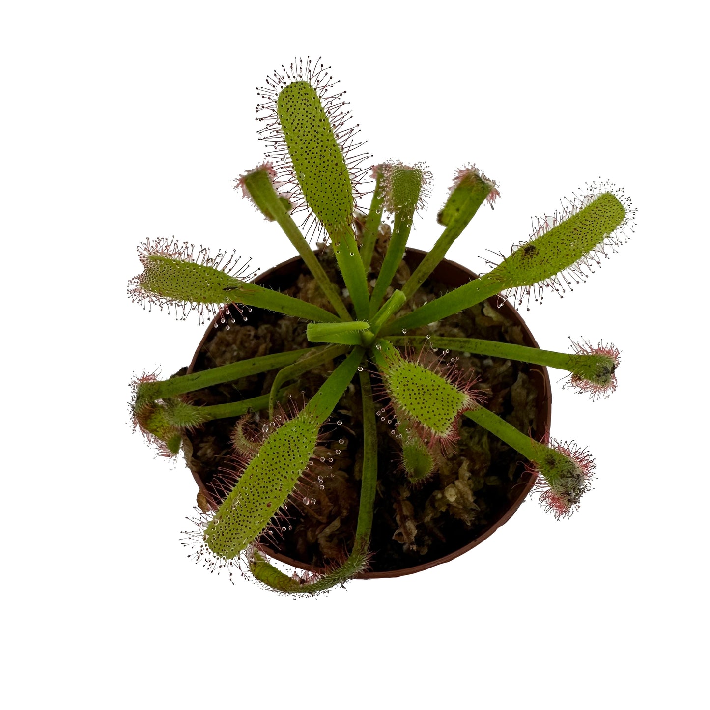 Cape Sundew ‘Broad Leaf’ (Drosera Capensis)