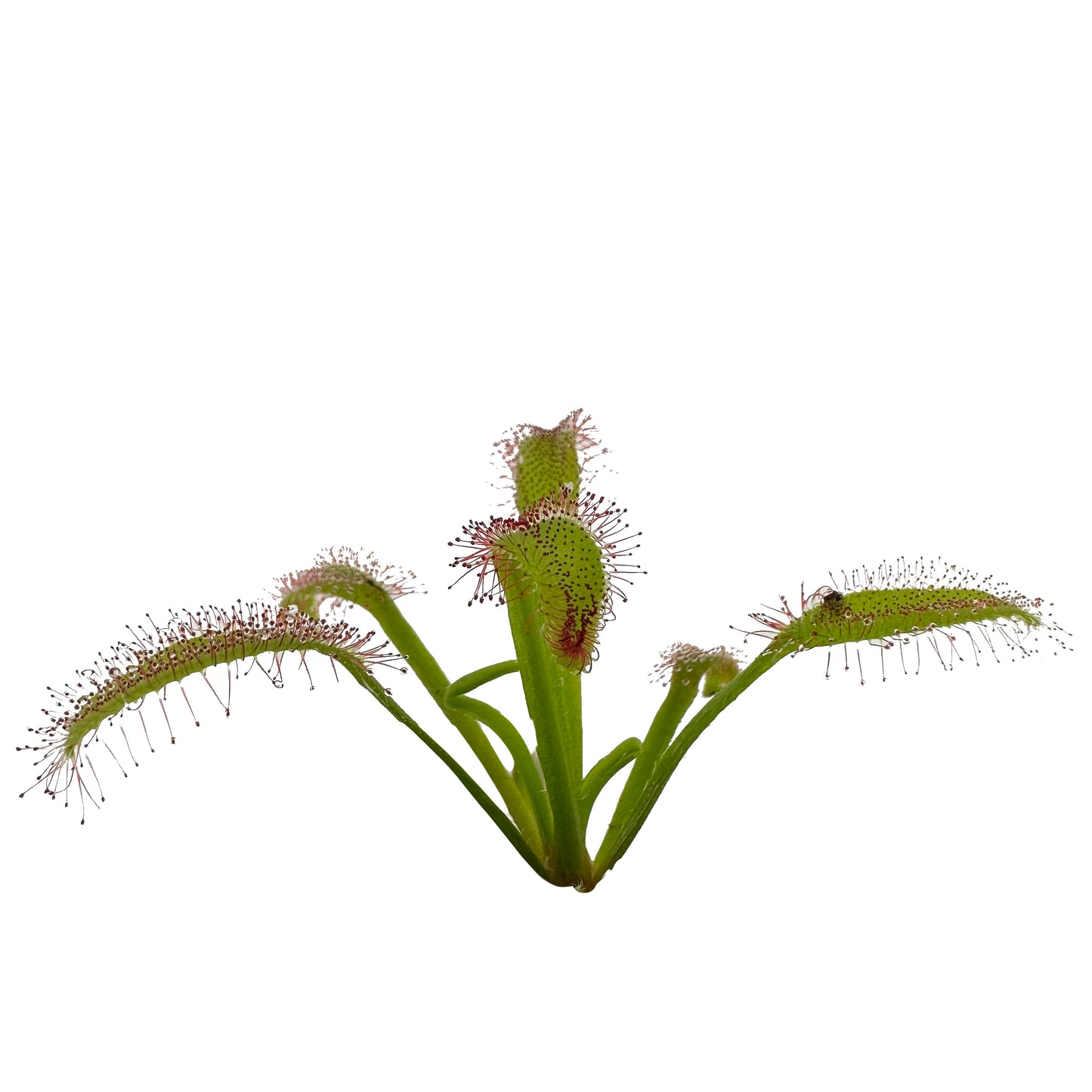 Cape Sundew ‘Broad Leaf’ (Drosera Capensis)