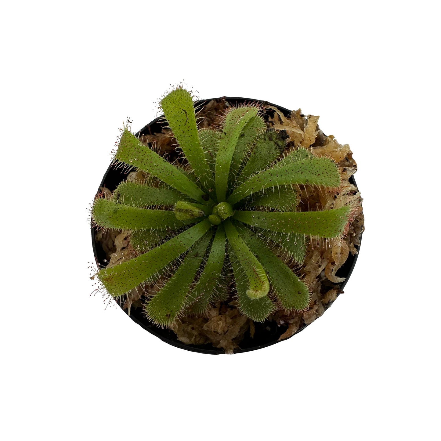 Alice Sundew (Drosera Aliciae)