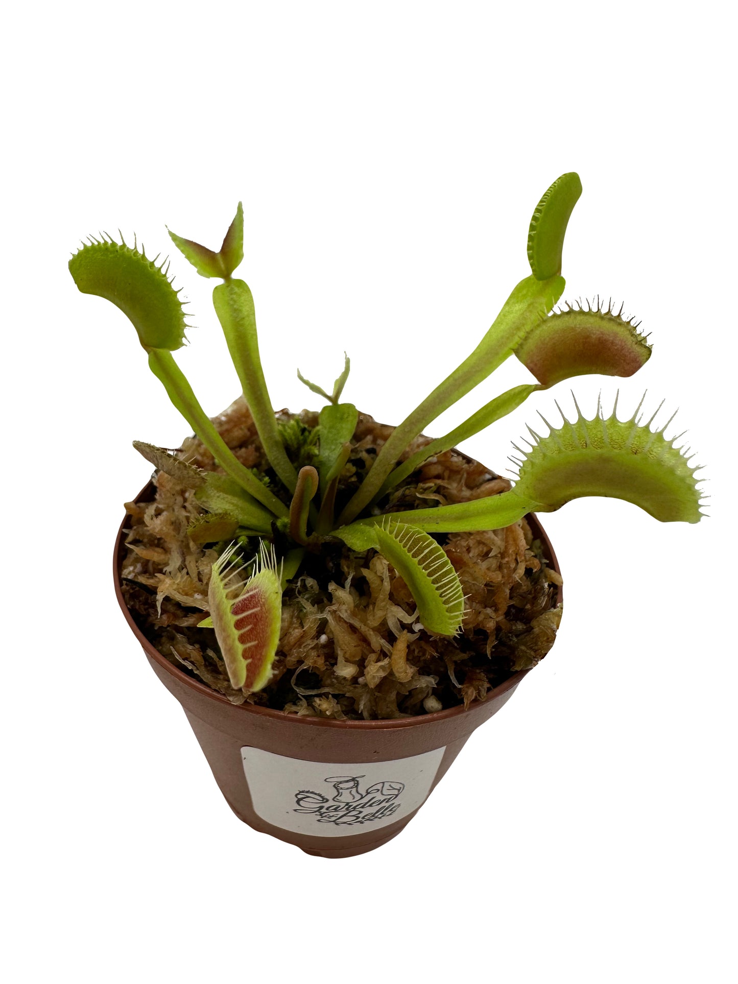 Venus Flytrap