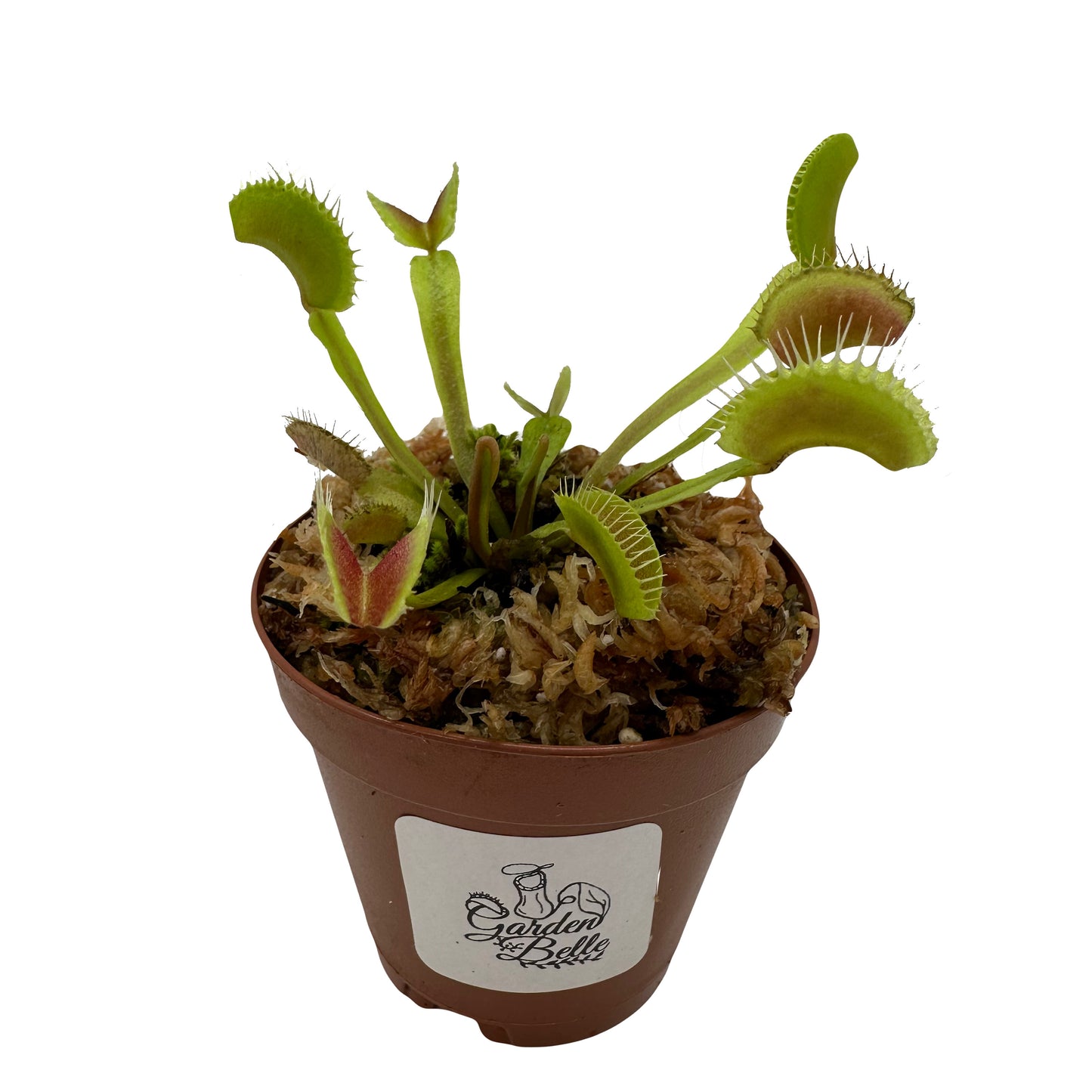 Venus Flytrap