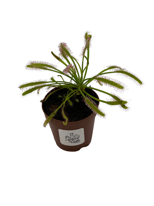 Cape Sundew (Drosera Capensis)