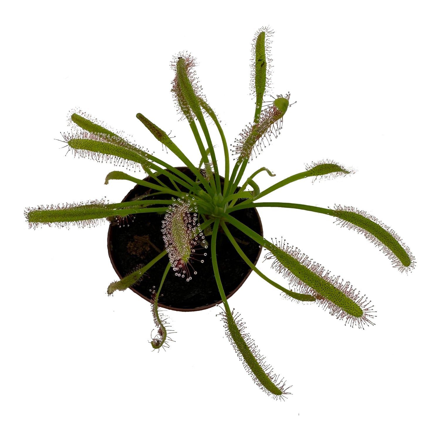 Cape Sundew (Drosera Capensis)