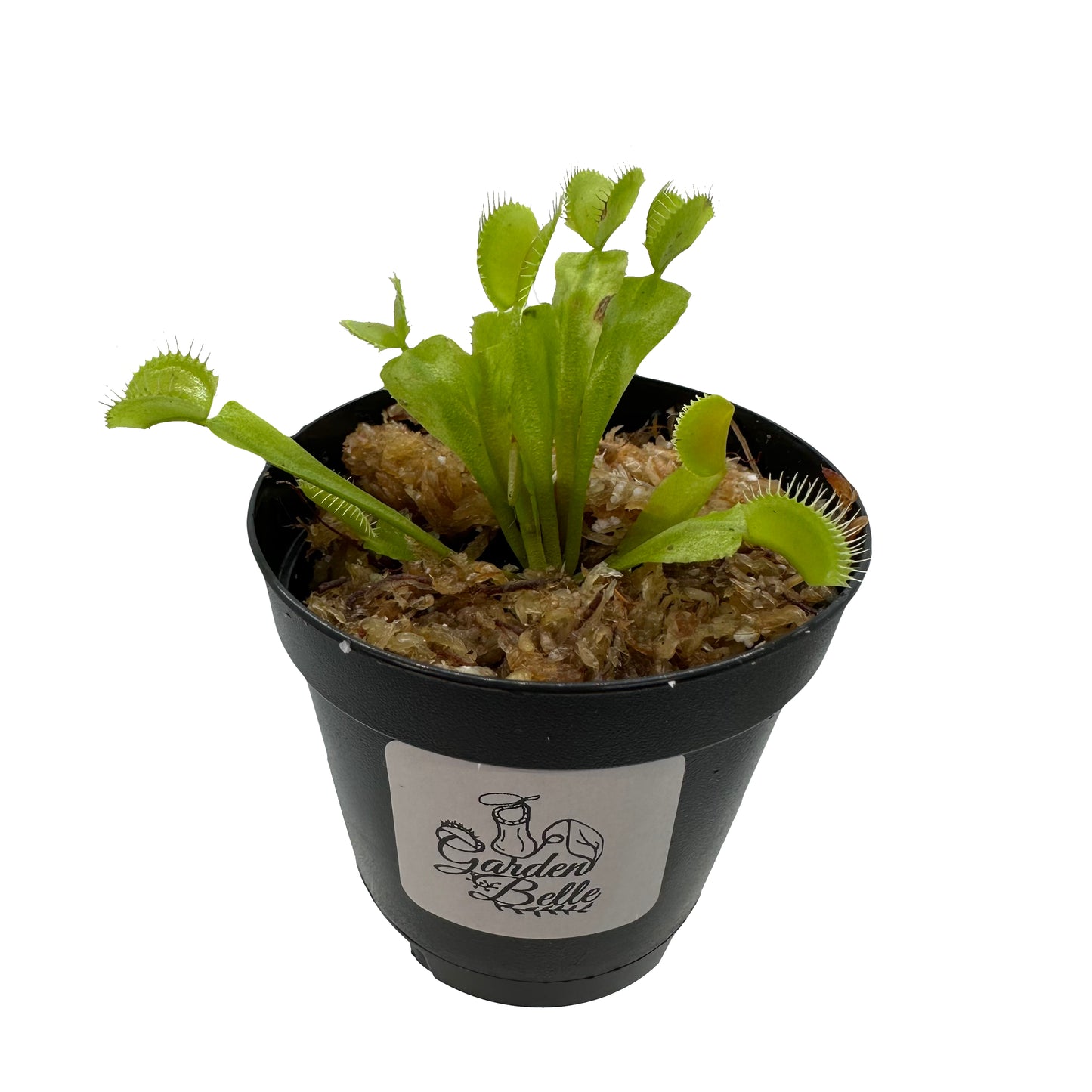 Venus Flytrap