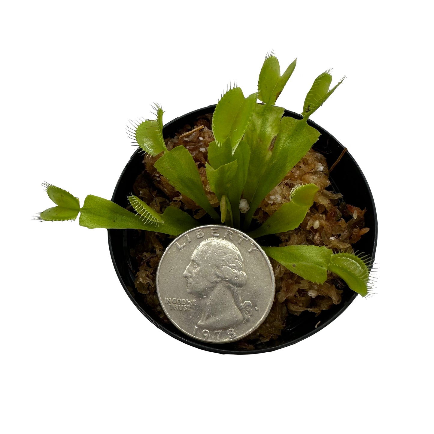 Venus Flytrap