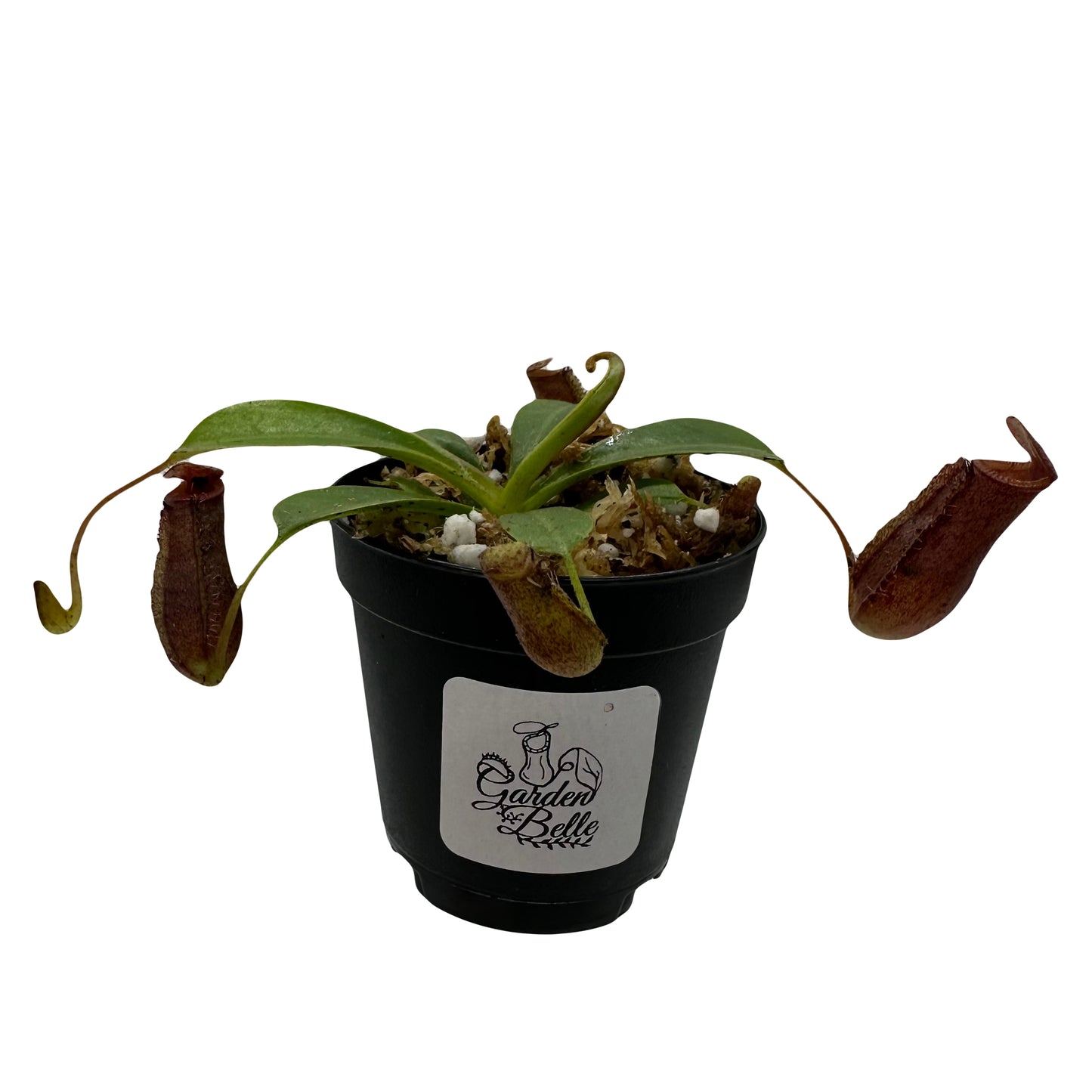 Nepenthes ‘Briggsiana’ (Ventricosa X Lowii ‘Red’)