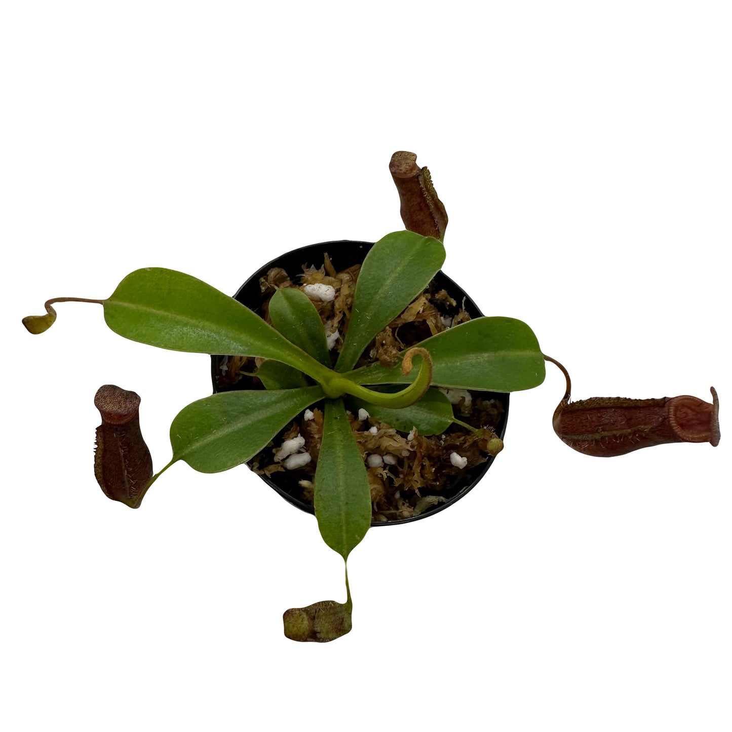 Nepenthes ‘Briggsiana’ (Ventricosa X Lowii ‘Red’)