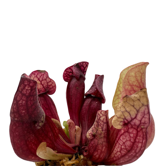 Sarracenia Purpurea Venosa Carnivorous Pitcher Plant