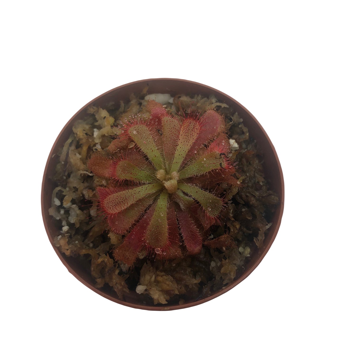 Alice Sundew (Drosera Aliciae)