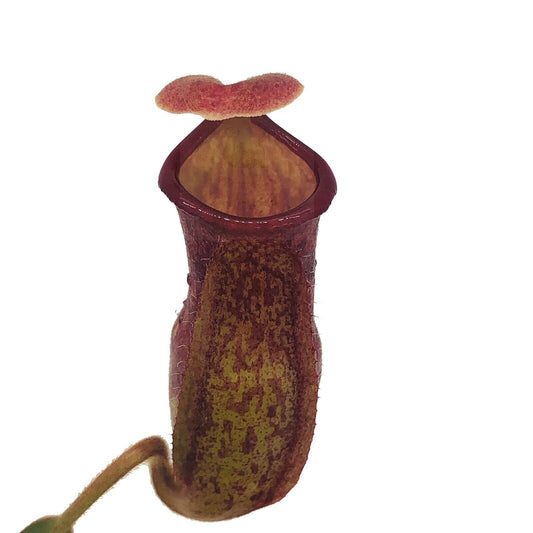 Nepenthes 'St. Gaya'