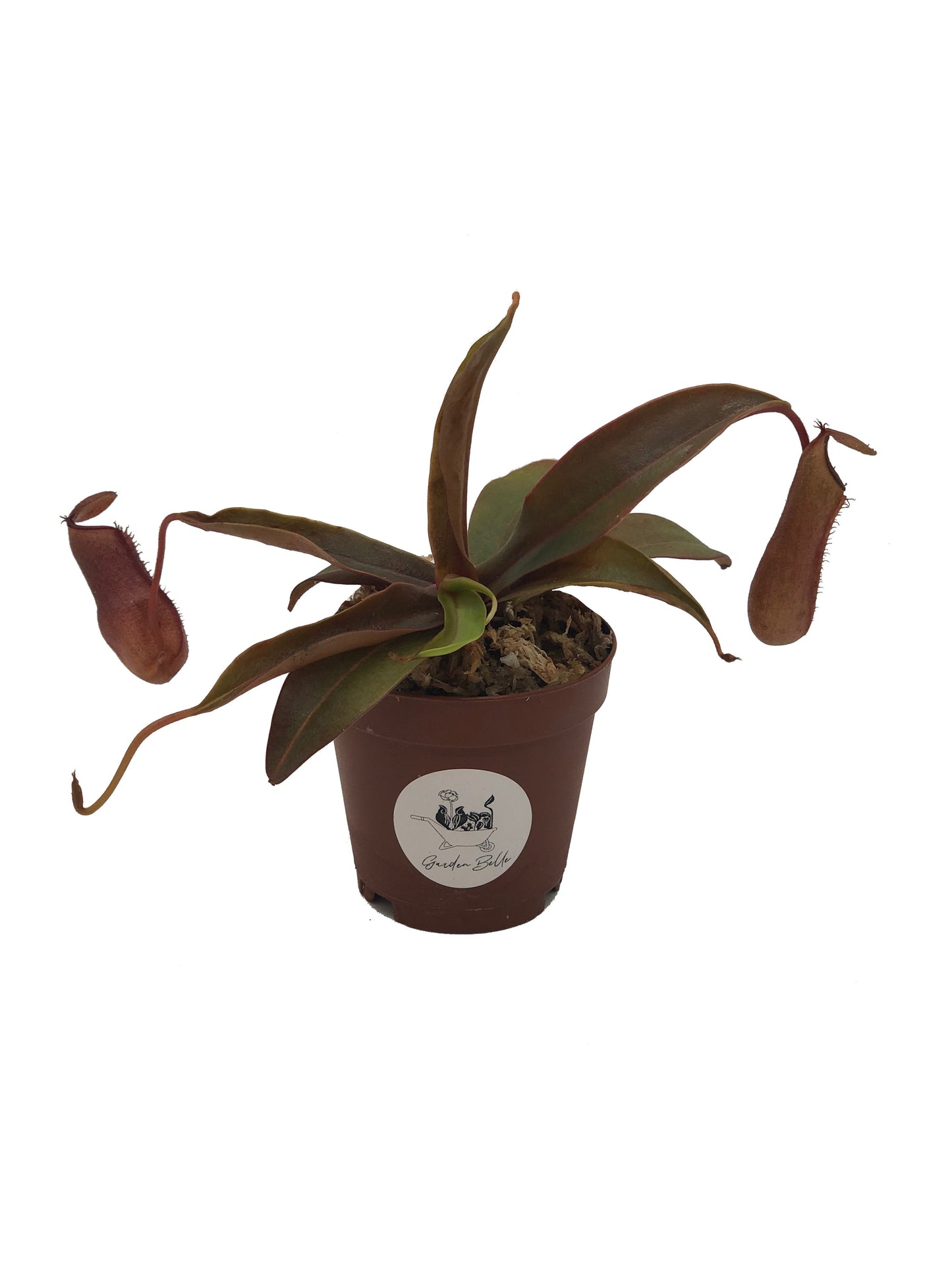 Nepenthes ‘Rebecca Soper’