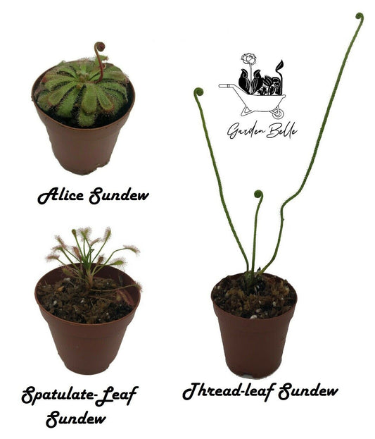 3 Pack Sundew With 1 Spatulate-leaf, 1 Alice and 1 Thread-leaf in 2" Pot