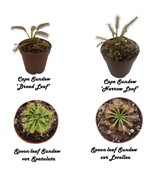 Live 4 Variety Pack Sundew Drosera