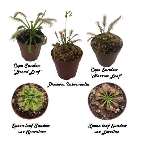 5 Variety Pack Sundew Drosera Collection