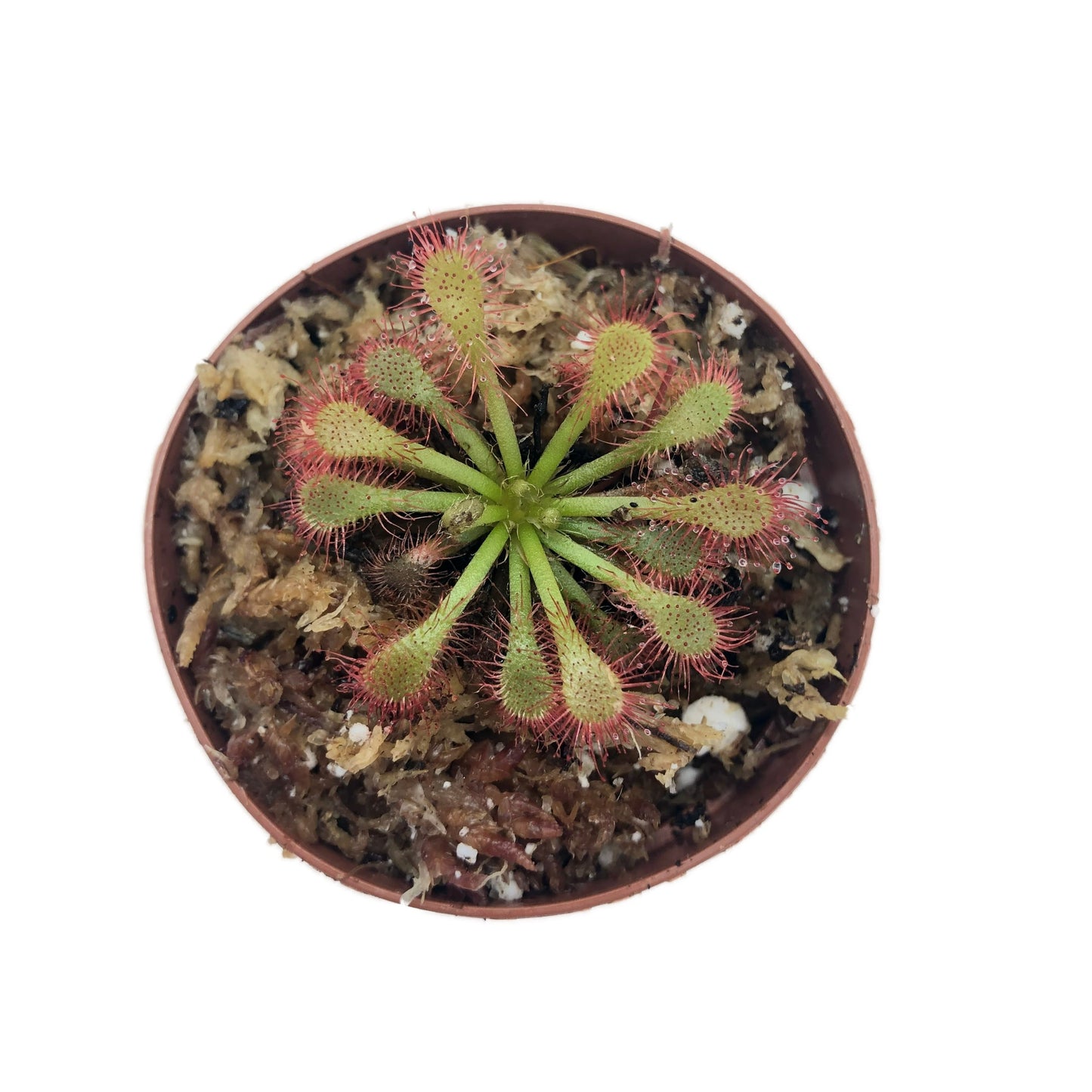 Drosera Lovellae Carnivorous Plant in 2” Pot