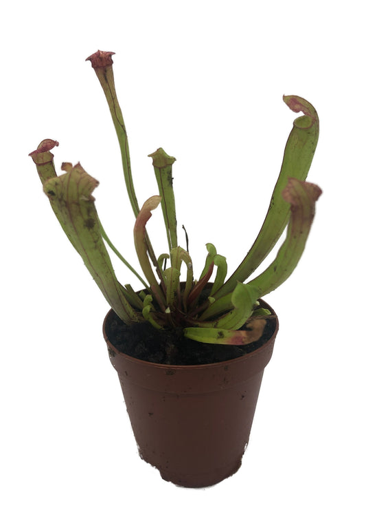 Sarracenia 'Judith Hindle' Carnivorous Pitcher Plant