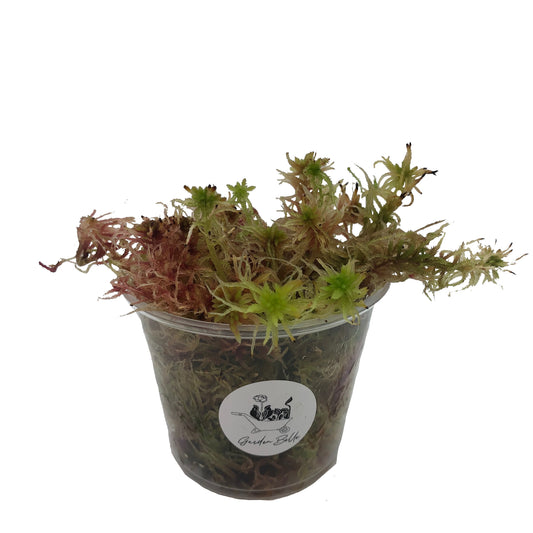 Live Sphagnum Moss Fresh Cuttings