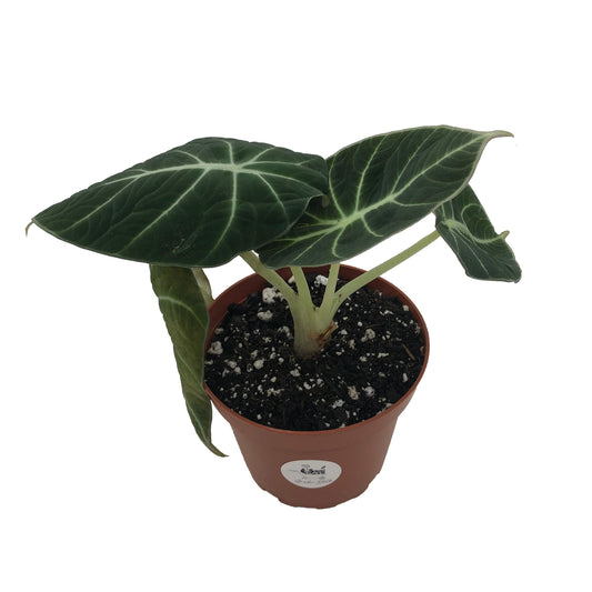 Alocasia Black Velvet (Alocasia Reginula) in 4" Pot