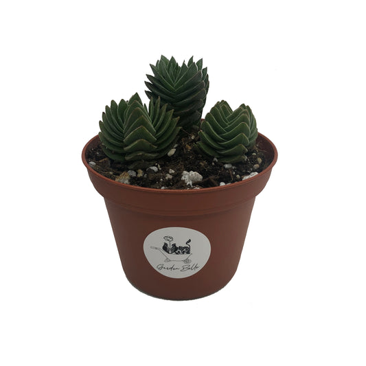 3 Crassula Buddha’s Temple Succulent Plant In 3” Pot