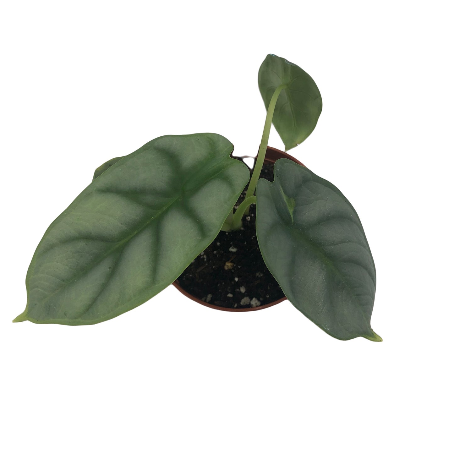 Alocasia ‘Silver Dragon’ Plant In 3” Pot