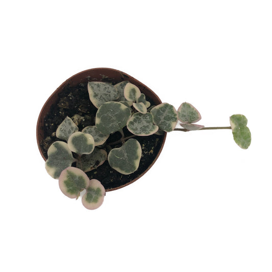 Variegated String of Hearts (Ceropegia Woodii Variegata) Plant in 2" Pot