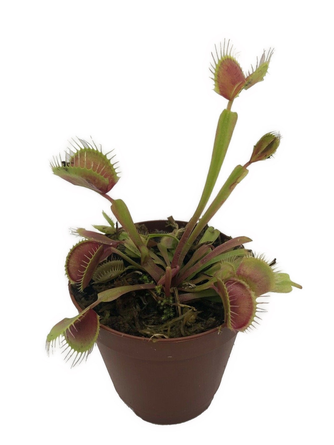 Venus Flytrap ‘King Henry’