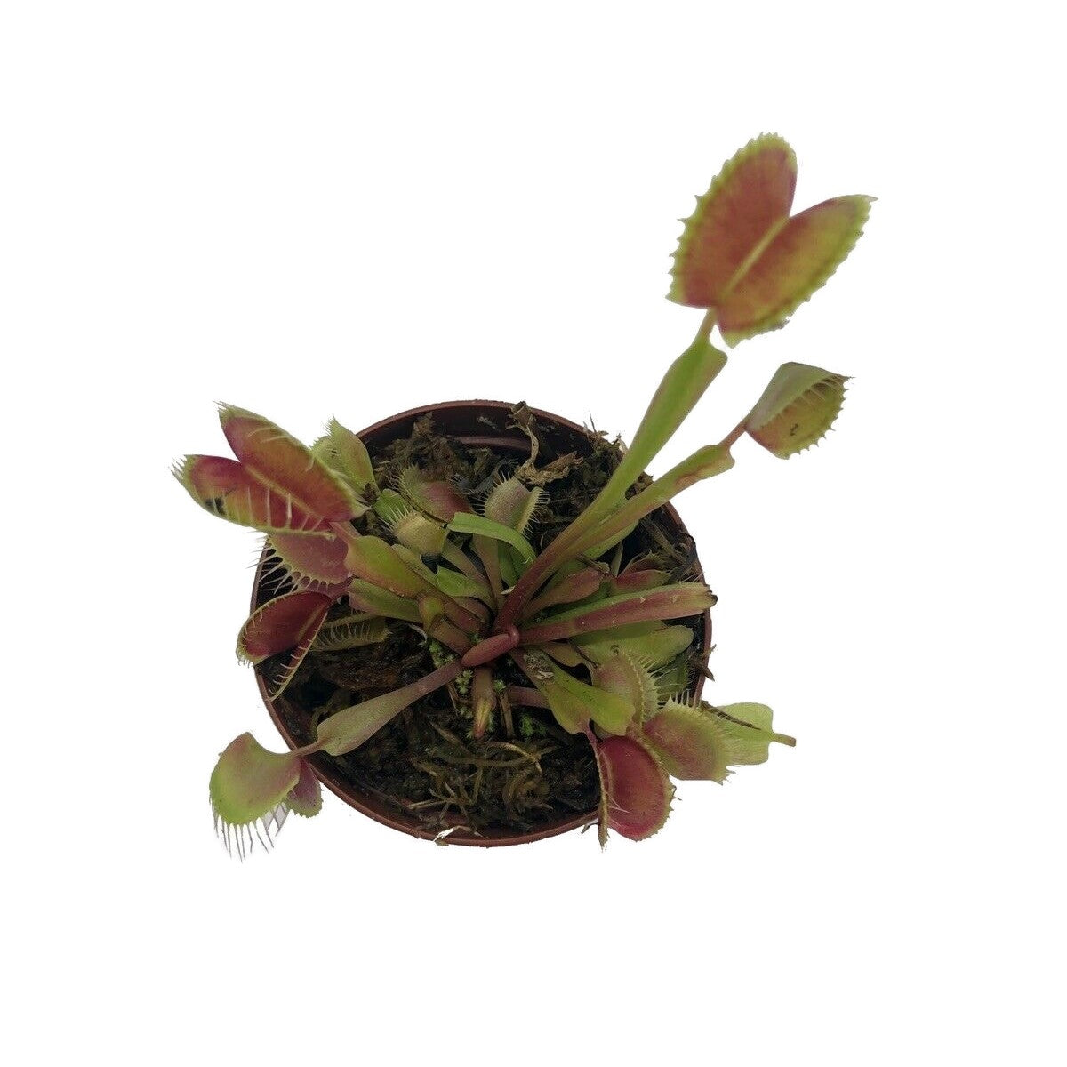 Venus Flytrap ‘King Henry’