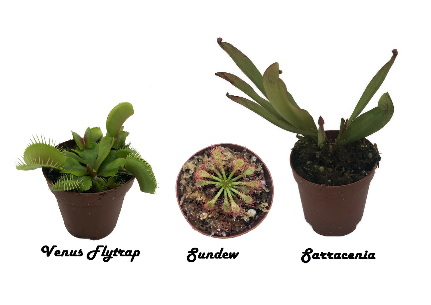 Carnivorous Plant Starter Pack - Sarracenia, Venus Flytrap And Sundew
