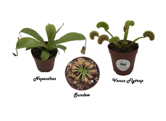 Carnivorous Plants Starter Pack - Venus Flytrap Sundew and Nepenthes