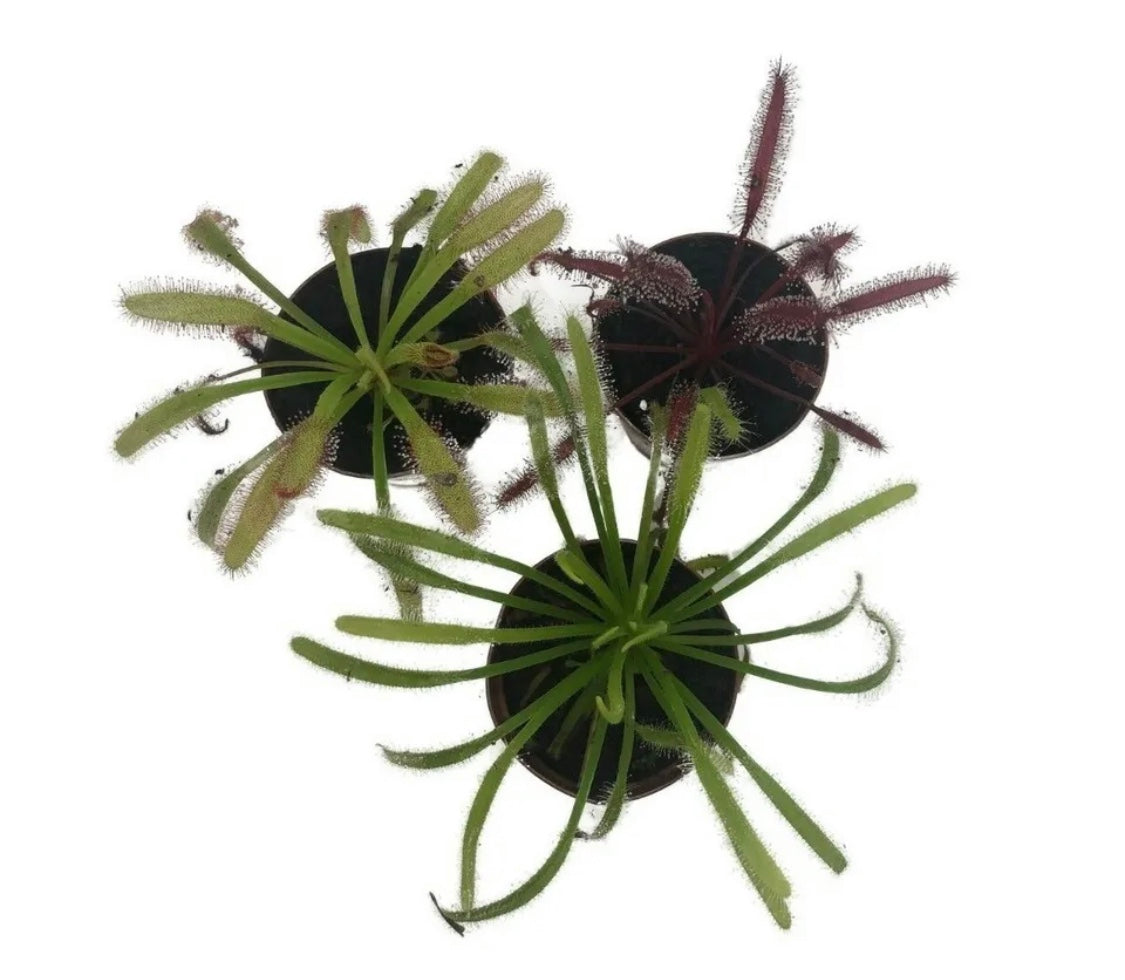 3x Cape Sundew includes 1 Red, 1 Alba, 1 Narrow Leaf (Drosera Capensis)