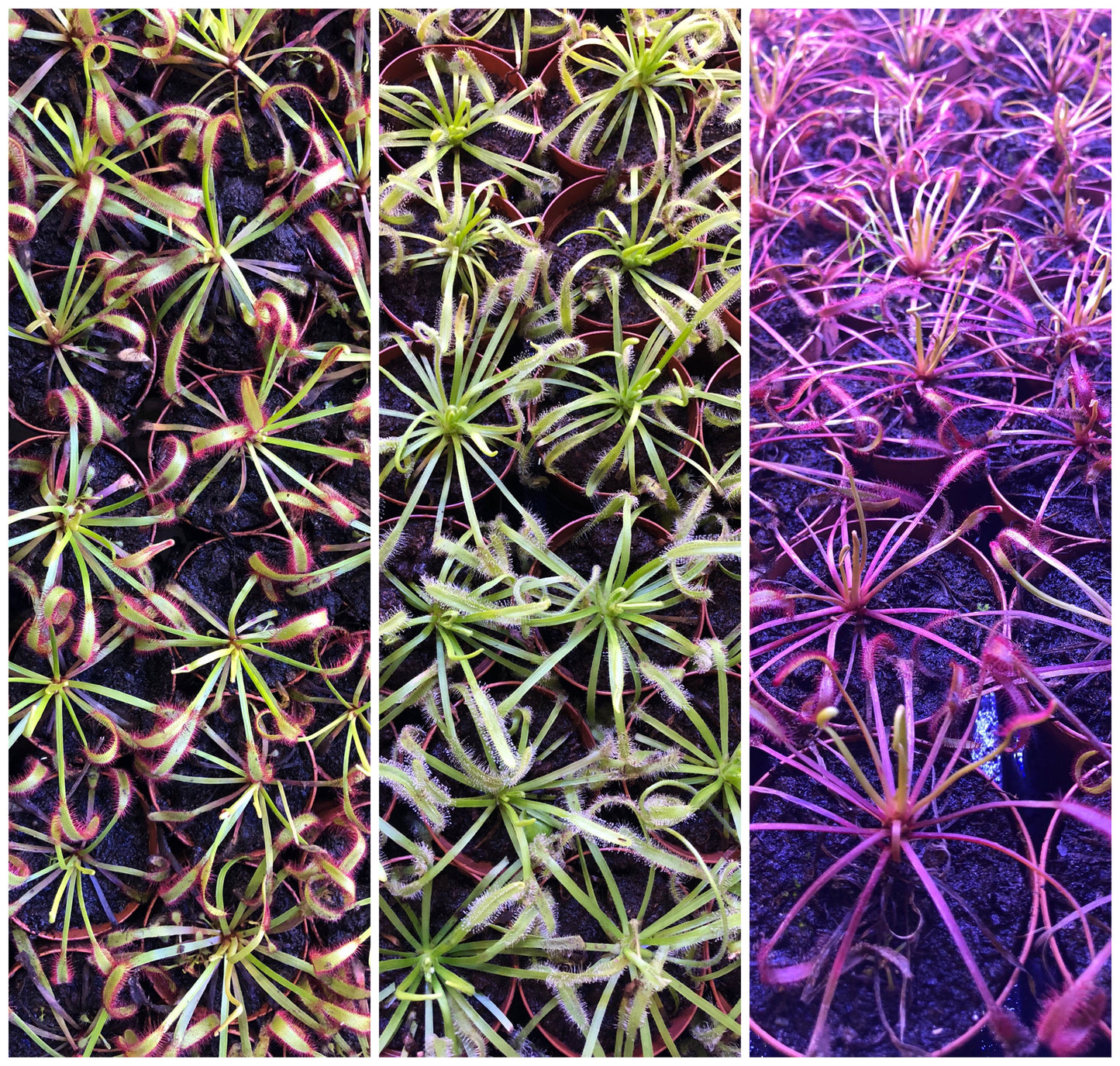 3x Cape Sundew includes 1 Red, 1 Alba, 1 Narrow Leaf (Drosera Capensis)