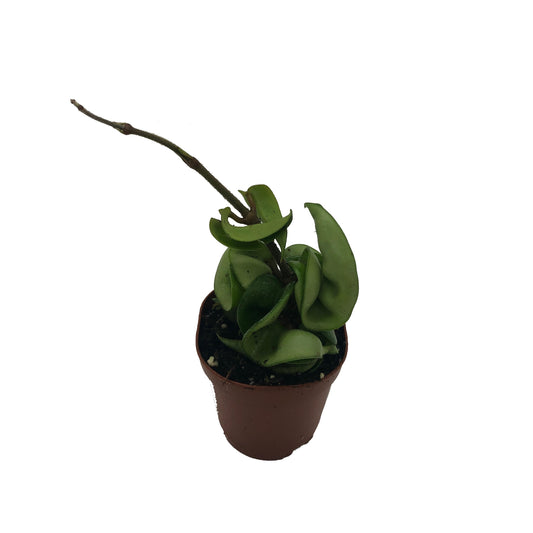Hindu Rope Plant (Hoya Compacta) In 2” Pot