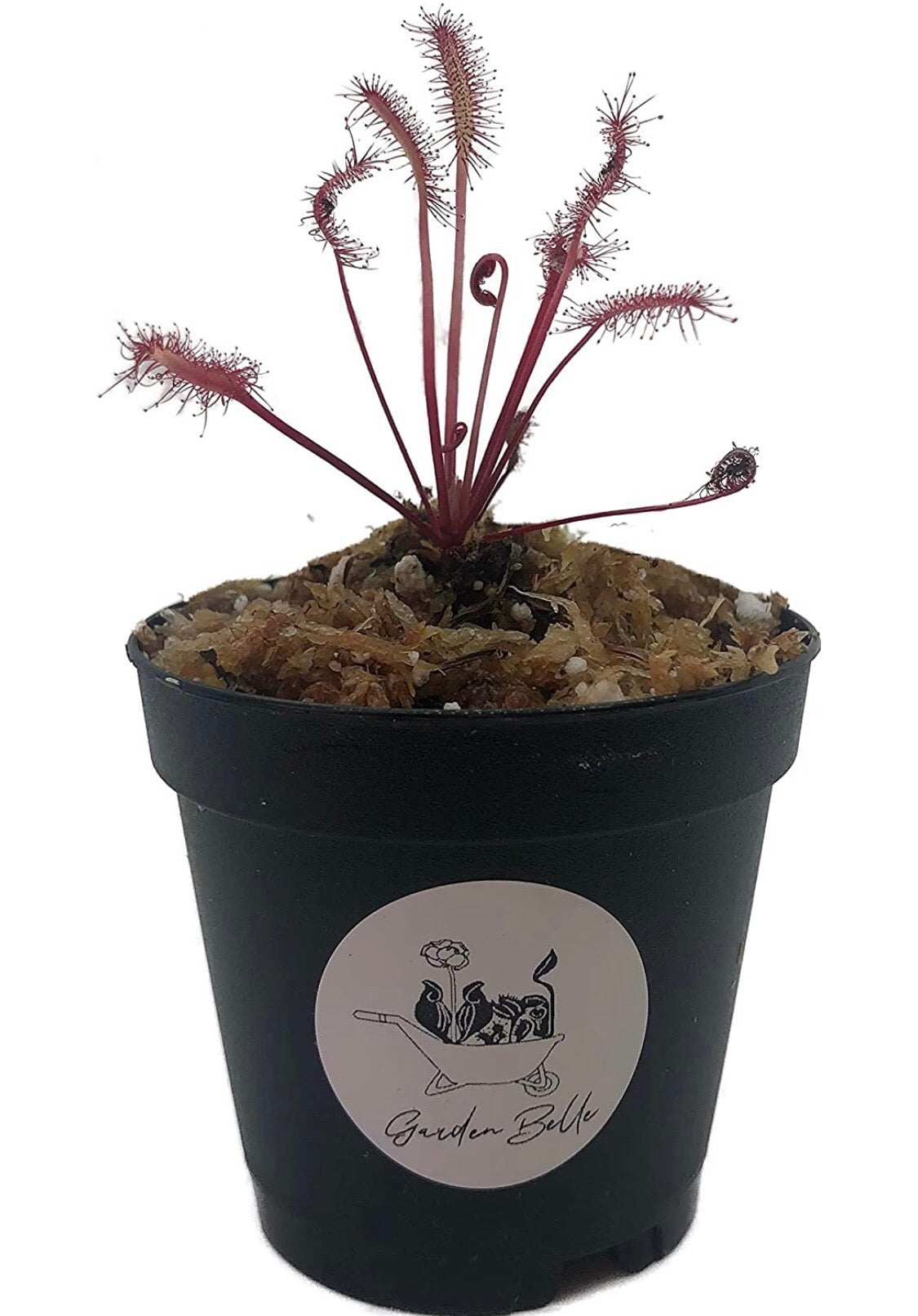 Cape Sundew 'Red' (Drosera Capensis) – The Garden Belle