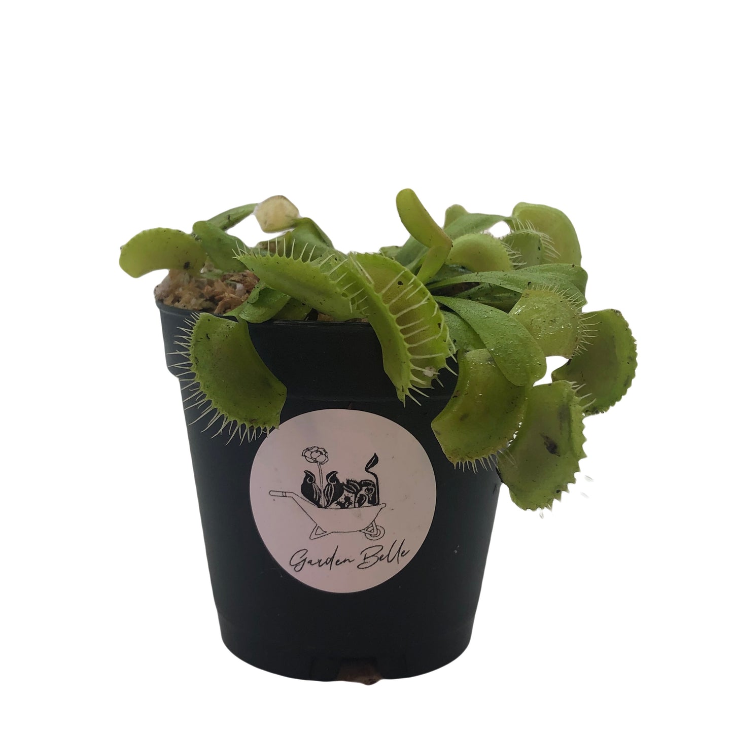 Venus Flytrap ‘King Henry’