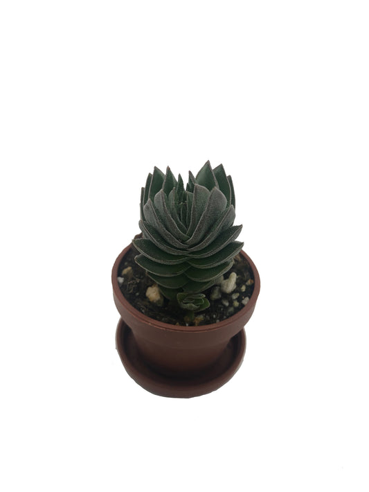 Crassula Buddha’s Temple Succulent Plant In 1” Pot