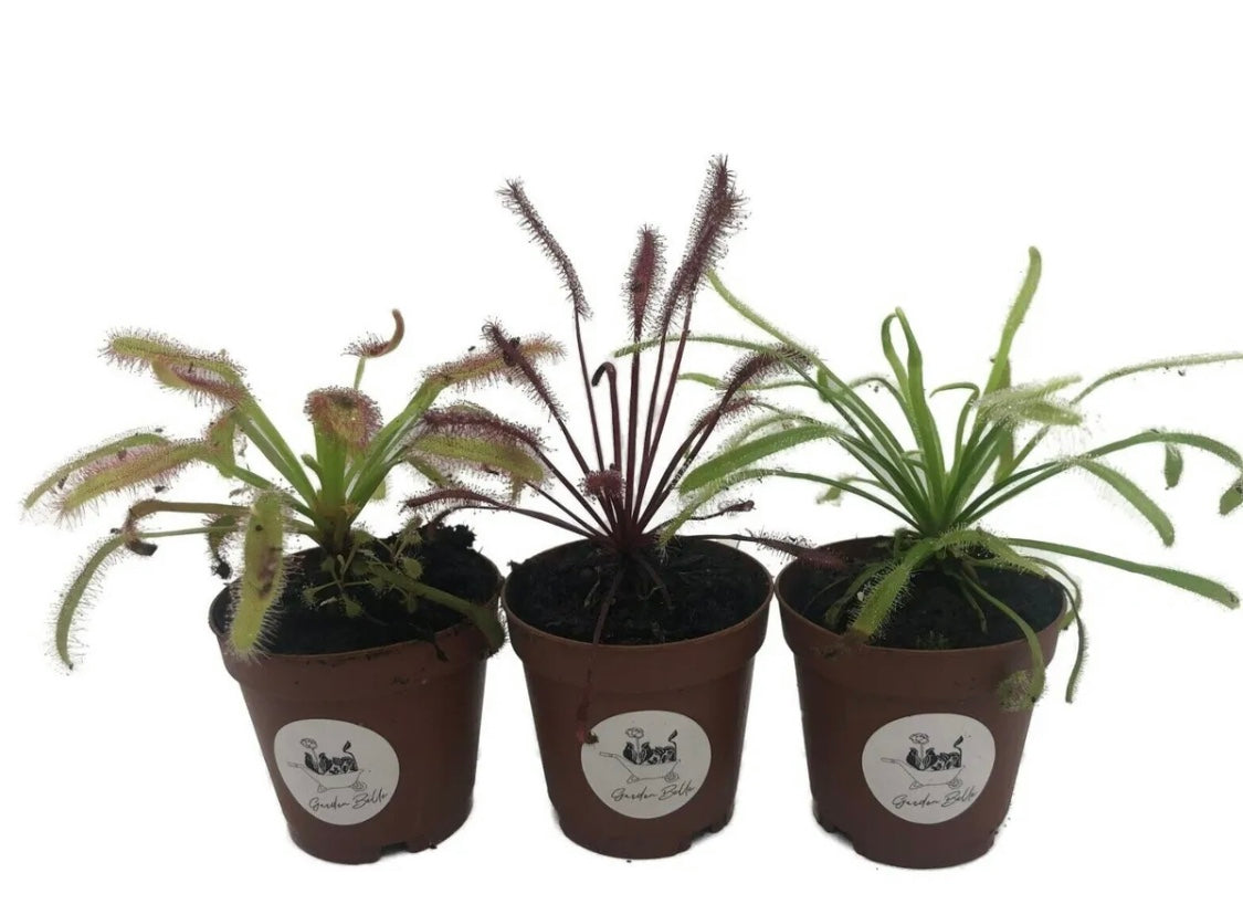 3x Cape Sundew includes 1 Red, 1 Alba, 1 Narrow Leaf (Drosera Capensis)