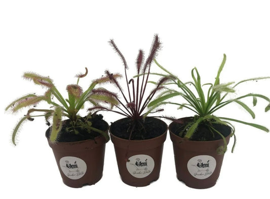 3x Cape Sundew includes 1 Red, 1 Alba, 1 Narrow Leaf (Drosera Capensis)