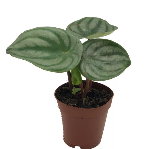 Watermelon Pepperomia (Peperomia Argyreia) In 2” Pot Small
