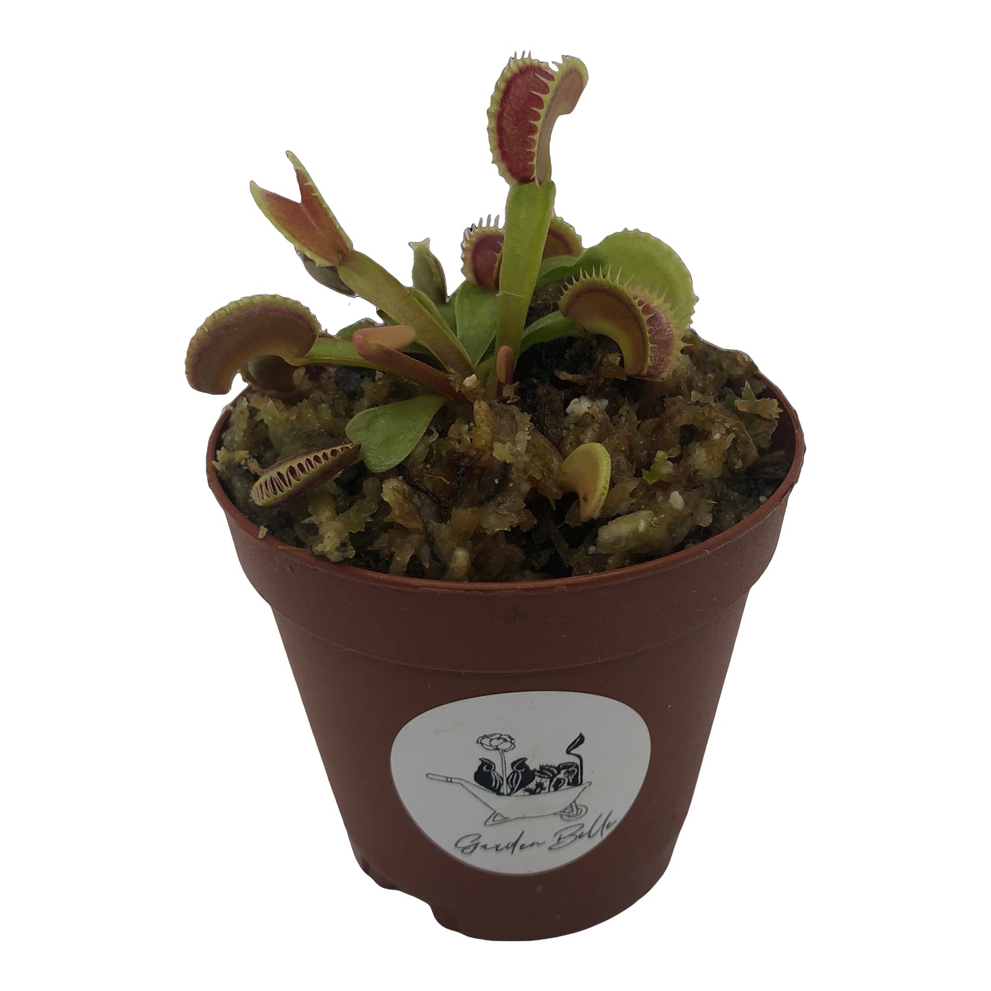 Venus Flytrap 'Dente' Carnivorous Plant