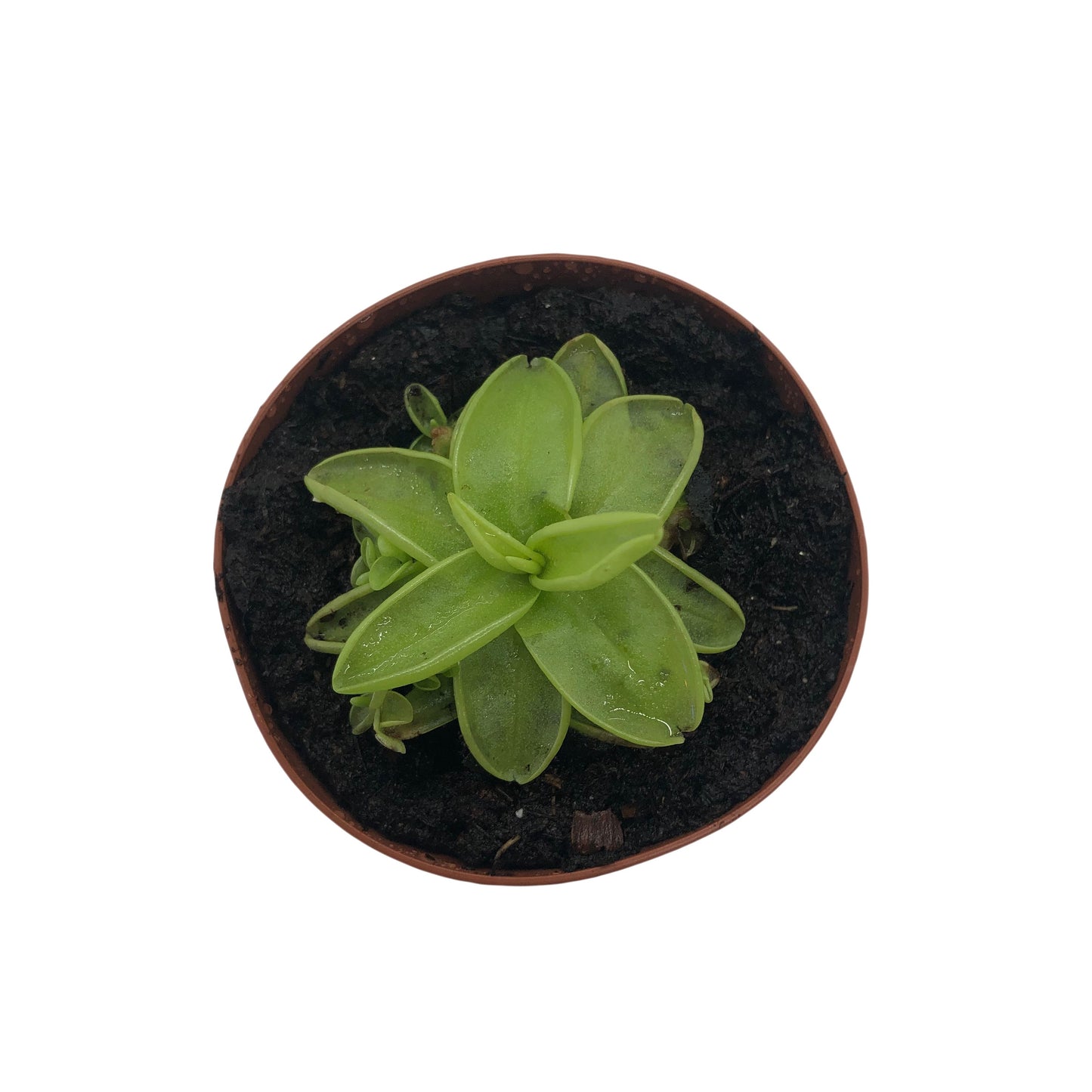 Butterwort (Pinguicula)